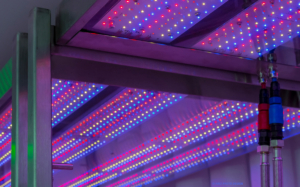 LED-Pflanzenbeleuchtung